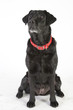 Perro Dog