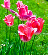 The pink tulips