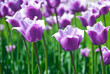 The tulips