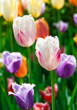 The multi-colored tulips
