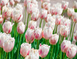 The pink tulips