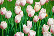 The pink tulips