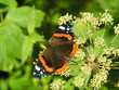 Butterfly on a flower