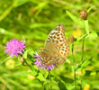 Butterfly on a flower