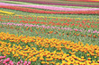 Tulip field