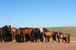 Horse herd grazing on the steppe red clay hills