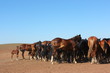 Horse herd grazing on the steppe red clay hills