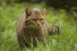 Wildkatze auf Pirsch