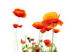 Red poppies