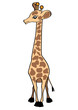 Giraffe on white  Vector Illustration