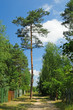 Village path Village path