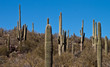Tall Cactus