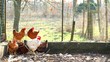 Galline