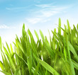 Fresh wheatgrass with dew drops Fresh wheatgrass with dew drops