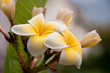 Frangipani, quer