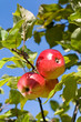 Ripe apples.
