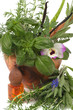 Herbal Therapy