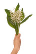 lily of the valley
