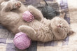 British kitten sleeping