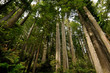 Redwoods Wide
