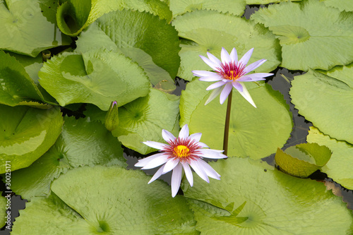 Photo: Water Lilies Water Lilies