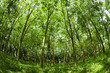 Rubber Plantation