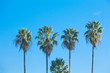 Row of Palm Trees Row of Palm Trees