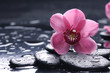 still life with pebble and macro of orchid with water drops still life with pebble and macro of orchid with water drops