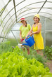 Women watering vegetables