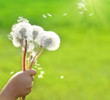 Little child holding dandelions
