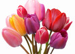 Colorful tulips
