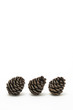 松かさ （conifer cone)