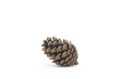 松かさ （conifer cone)