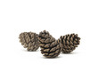 松かさ （conifer cone)