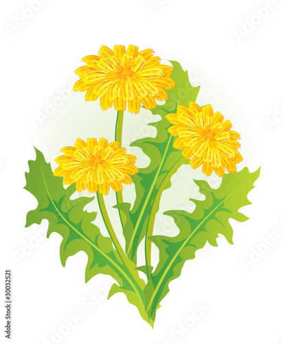 Illustration: Dandelion Dandelion