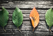 Autumn leaves