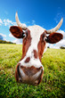 Crazy cow graze on green meadow