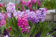 Photo: jacinthes violettes et roses jacinthes violettes et roses
