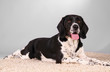 Hundeportrait