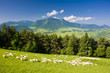 sheep herd, Mala Fatra, Slovakia