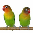 Lovebirds isolated on white Agapornis fischeri