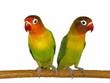 Lovebird isolated on white Agapornis fischeri