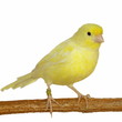 Yellow canary Serinus canaria on a white background