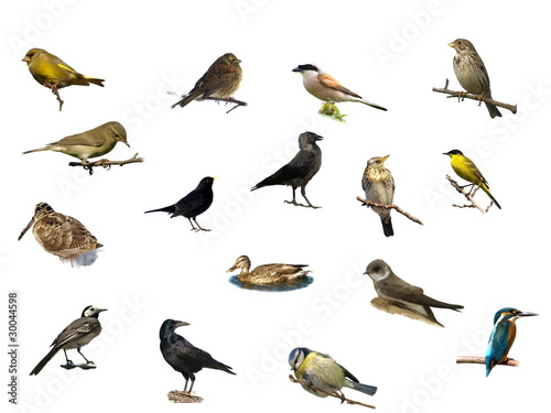 Photo: Birds isolated on a white background Birds isolated on a white background