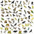 Set of 81 photographs of birds isolated