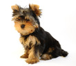 Yorkshire terrier puppy on white background, two months