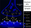 Scientifically accurate structure of a synapse, eps8
