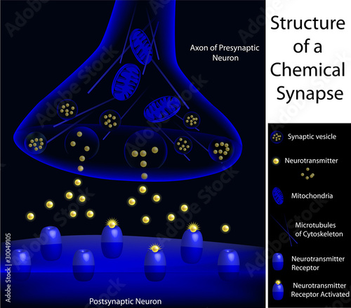 Vector: Scientifically accurate structure of a synapse, eps8 Scientifically accurate structure of a synapse, eps8