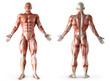 anatomy, muscles