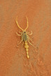 Arabian Scorpion